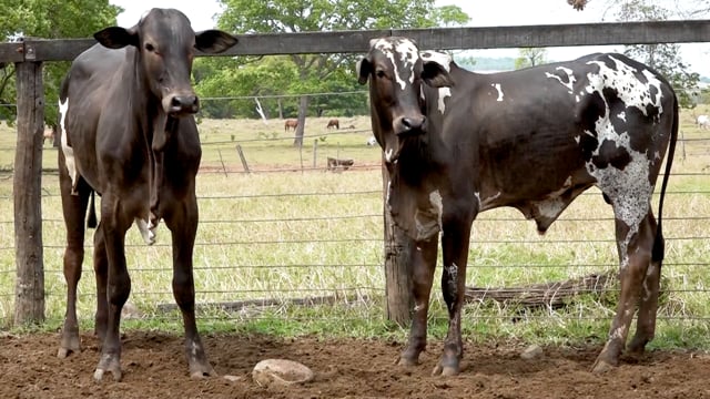 Lote 47