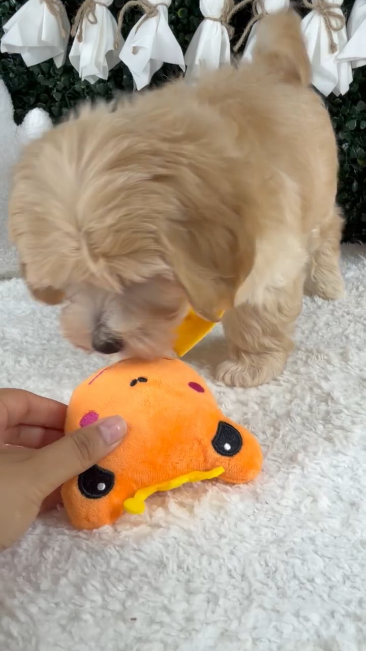 Male Maltipoo puppy named Tiny for sale at Puppy Dreams - Garland. video thumbnail
