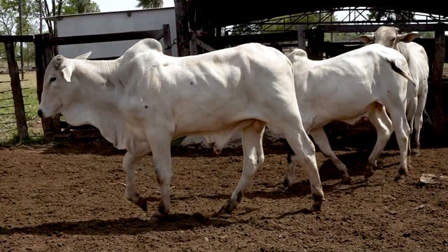 Lote 51
