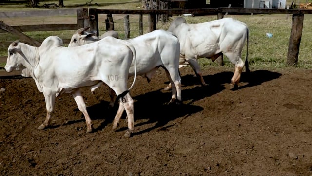 Lote 53