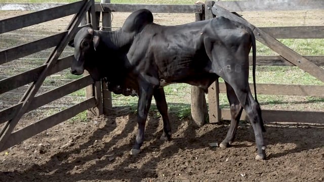 Lote 55