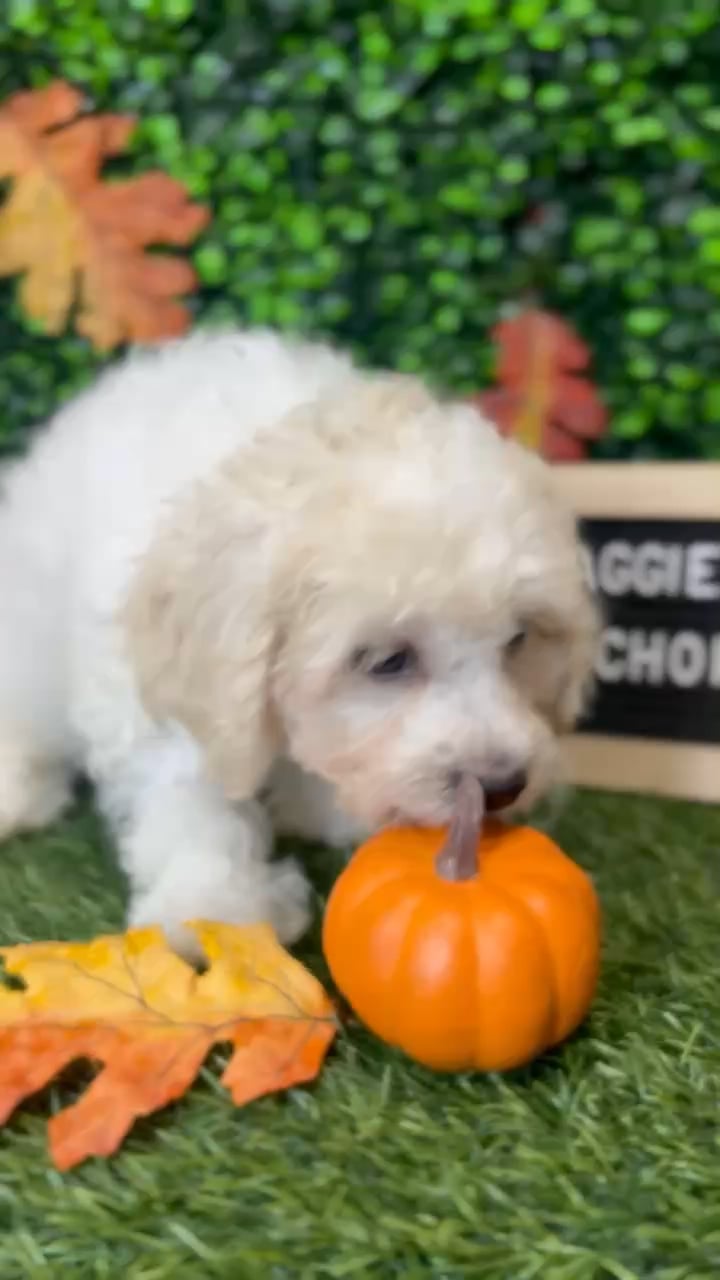 Female Cavachon puppy named Maggie for sale at Pet Express Braintree. video thumbnail