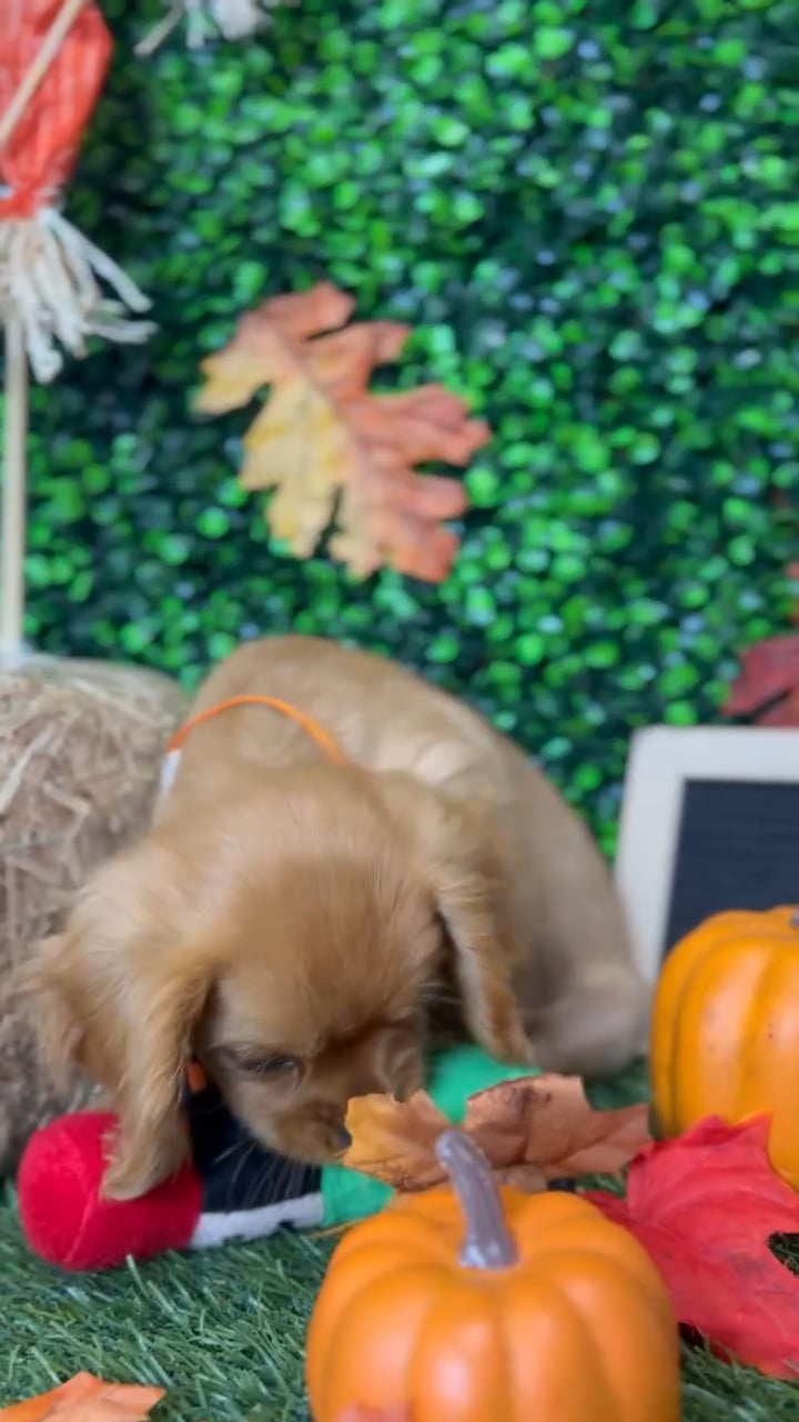 Male Cavalier King Charles Spaniel puppy named Copper for sale at Pet Express Braintree. video thumbnail