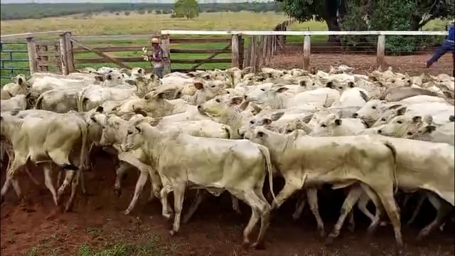 Lote 01A