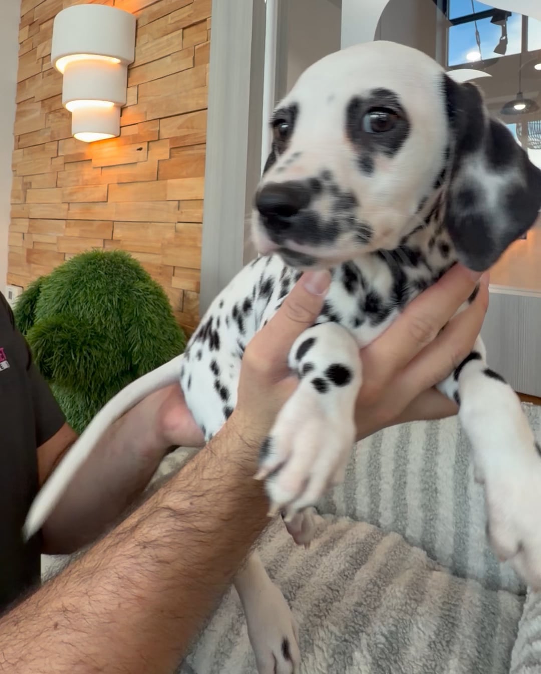 Female Dalmatian puppy named Bailey for sale at Beach Blvd. video thumbnail