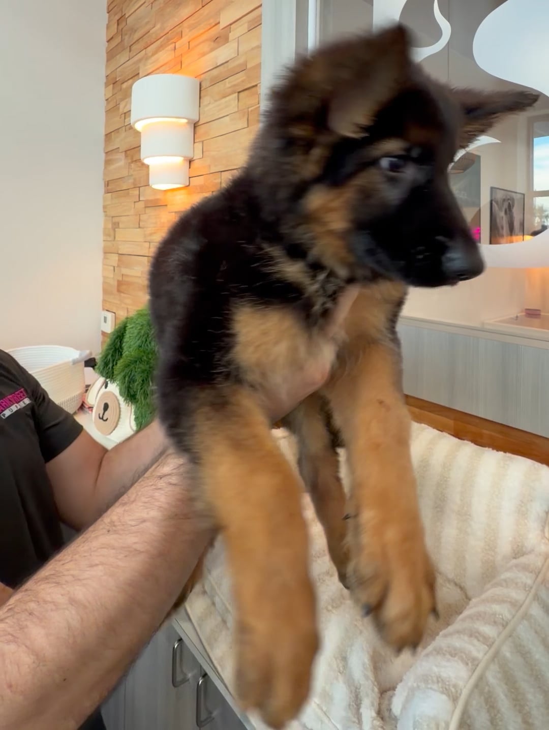 Male German Shepherd puppy named Bronco for sale at Beach Blvd. video thumbnail