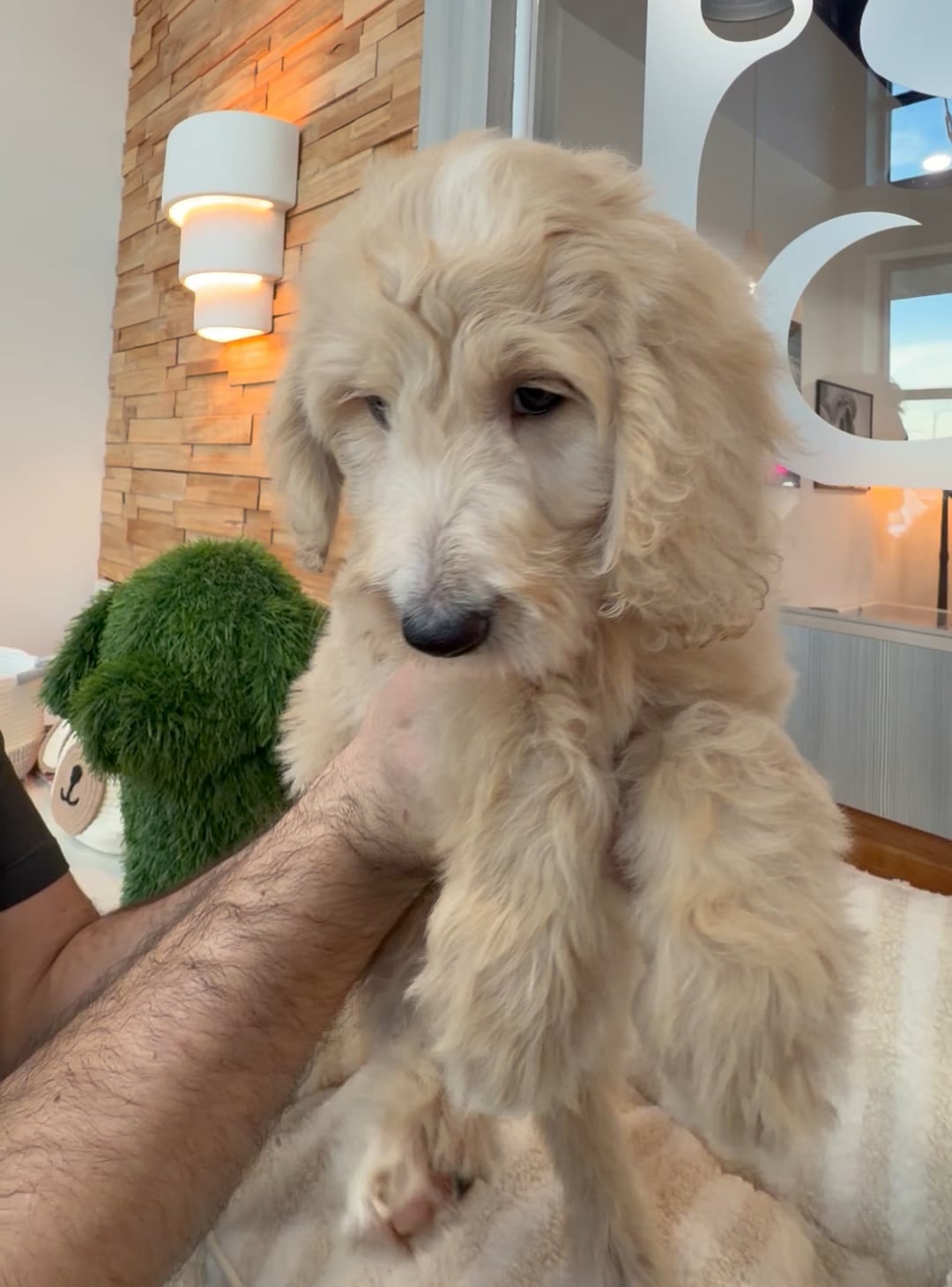 Female Mini Goldendoodle puppy named Birdie for sale at Beach Blvd. video thumbnail