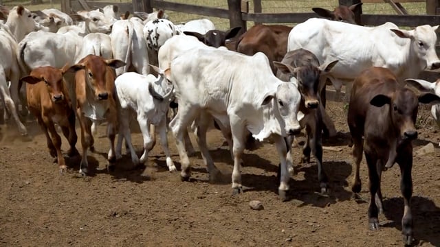 Lote 57