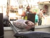 Fish for Tomorrow Part 4.