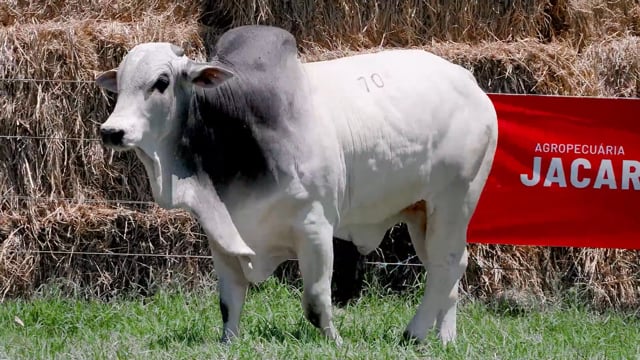 Lote 70