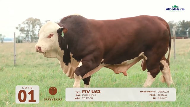 Lote 01