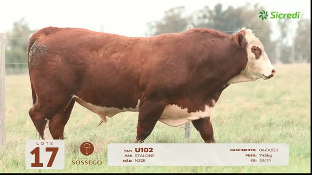 Lote 17