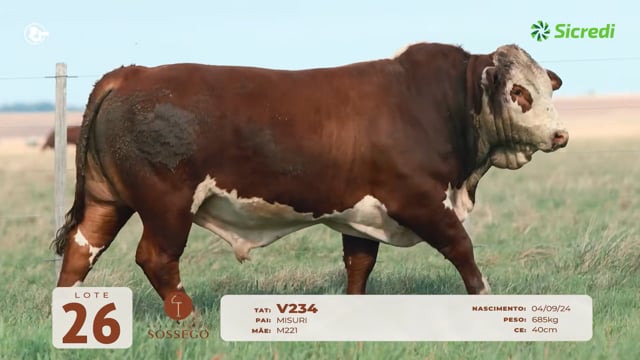 Lote 26