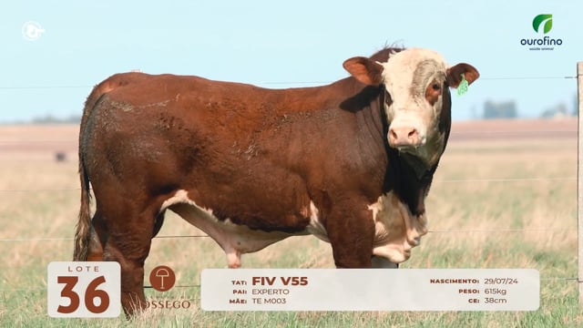 Lote 36