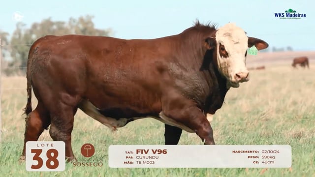 Lote 38
