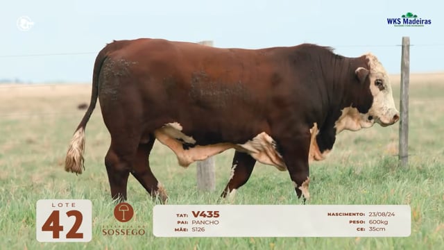Lote 42