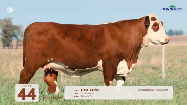 Lote 44