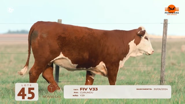 Lote 45
