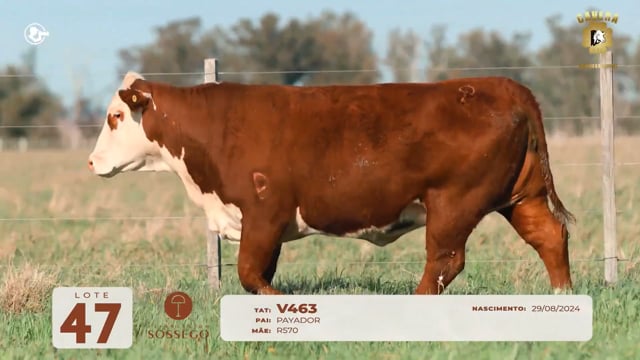 Lote 47