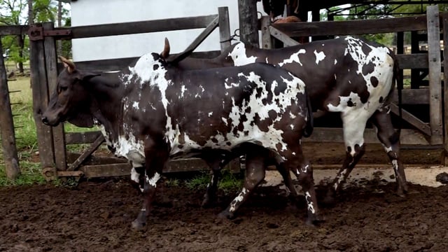 Lote 07