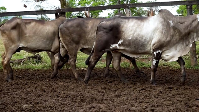 Lote 08
