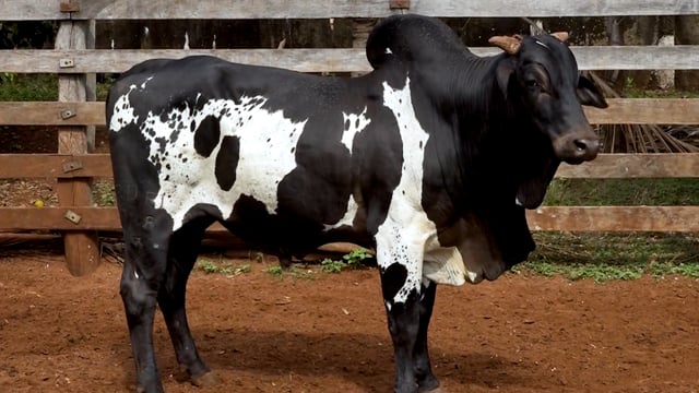 Lote 60