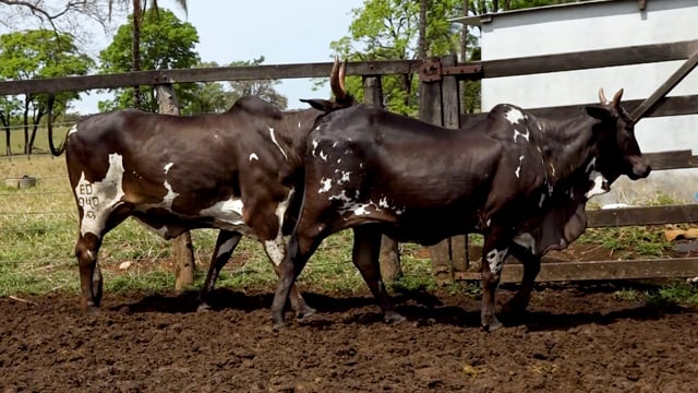 Lote 09
