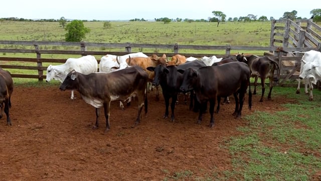 Lote 58