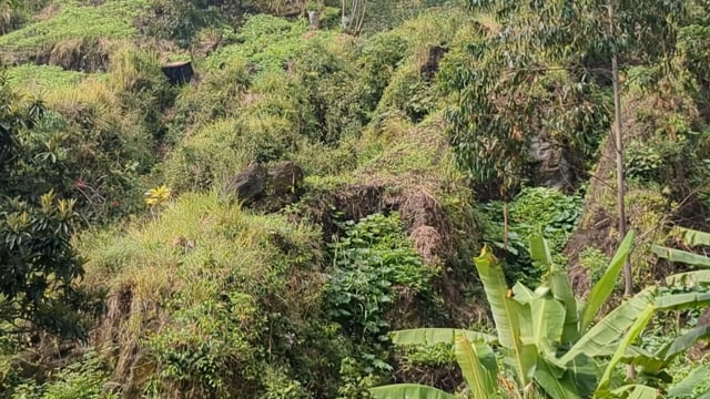 Mazuku, un danger pour l&rsquo;élevage