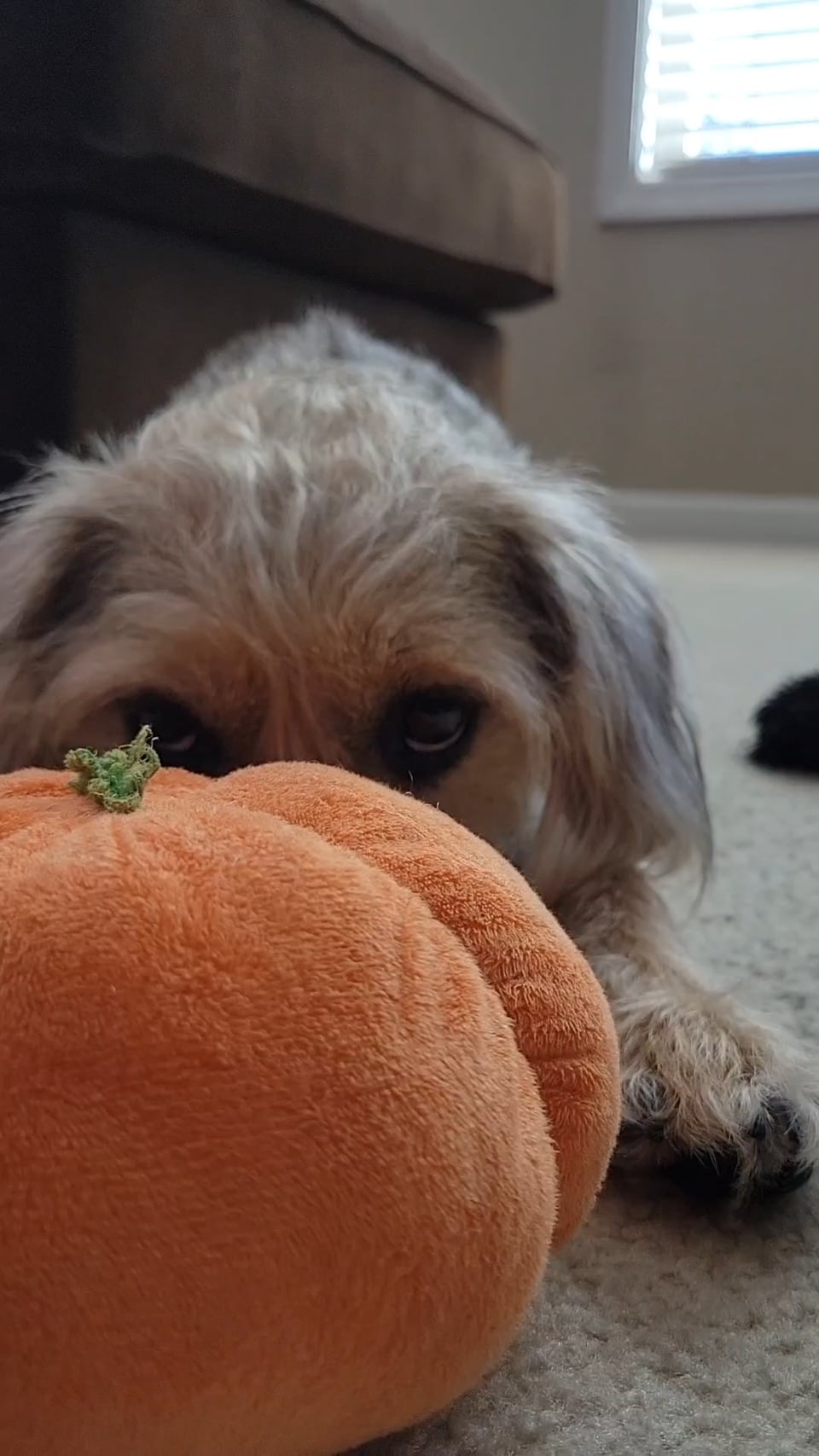 Cute puppy playing with toy pumpkin