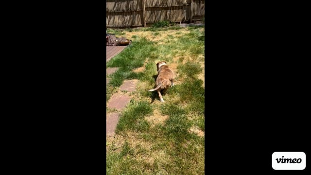 Enlarge Angel Food Cake, a Adoptable mixed breed in Midlothian, VA video 6/6
