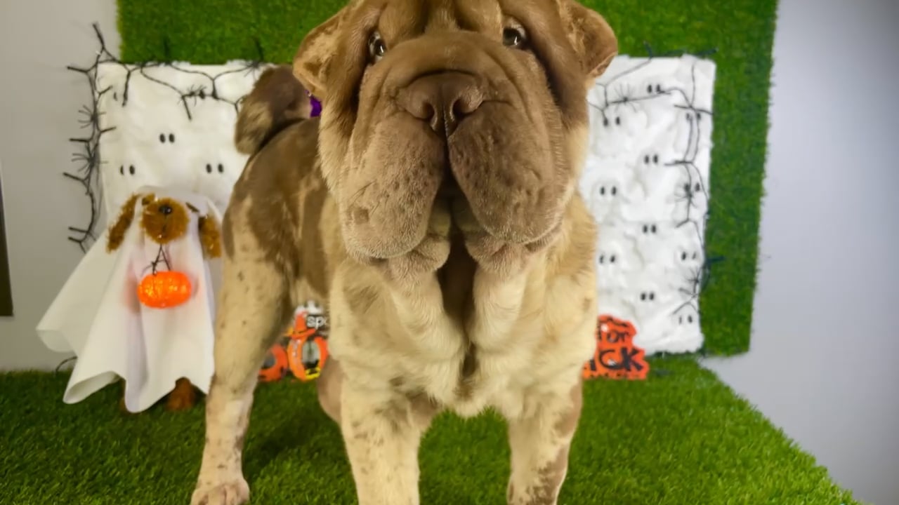 Female Shar Pei puppy named Duchess for sale at Puppy Dreams - Carrollton. video thumbnail