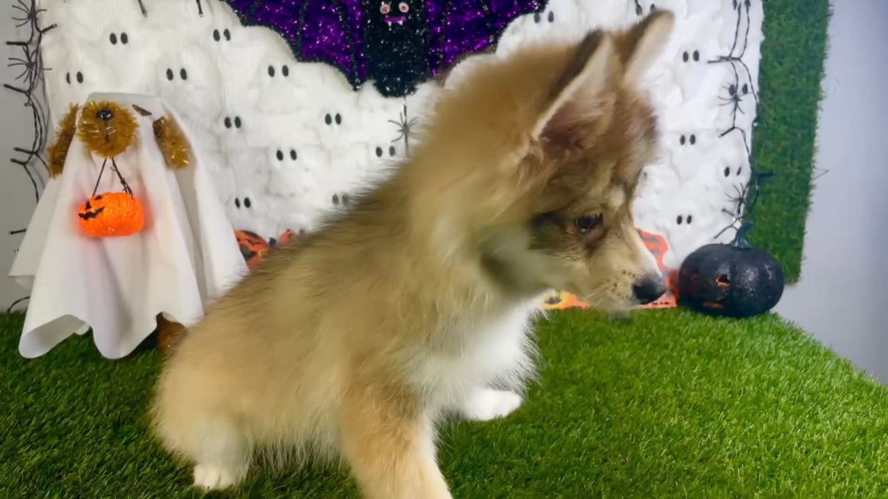 Male Pomsky puppy named Bear for sale at Puppy Dreams - Carrollton. video thumbnail