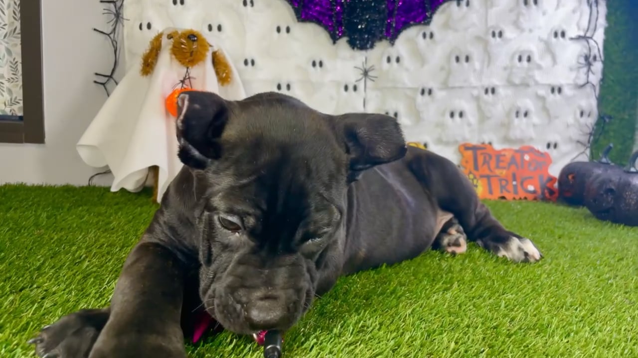 Female Cane Corso puppy named Delta for sale at Puppy Dreams - Carrollton. video thumbnail