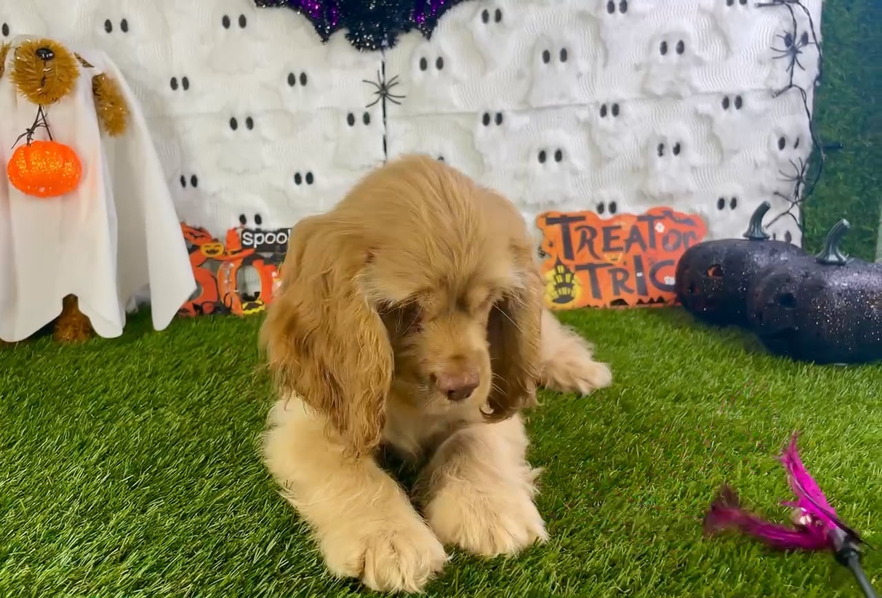 Male Cocker Spaniel puppy named Raiden for sale at Puppy Dreams - Carrollton. video thumbnail