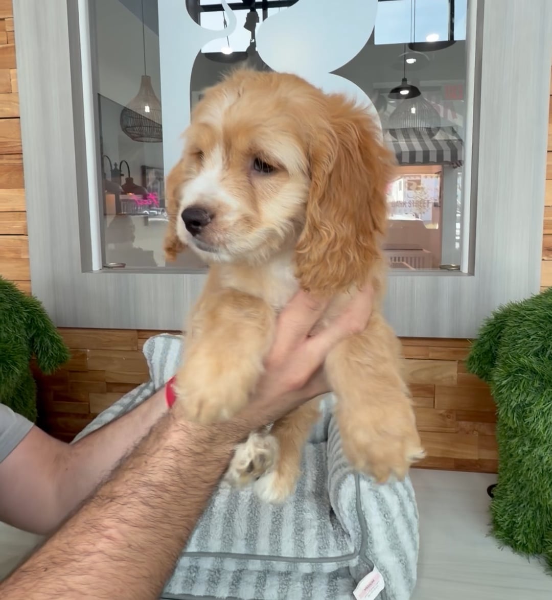 Male Cockapoo puppy named Bubbles for sale at Beach Blvd. video thumbnail