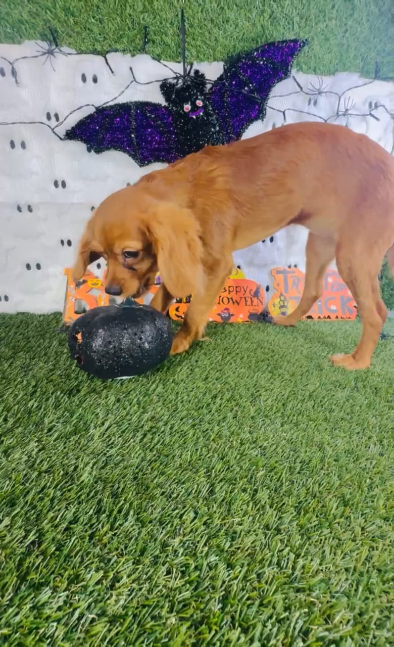 Female Cavapoo puppy named Hazel for sale at Puppy Dreams - Carrollton. video thumbnail