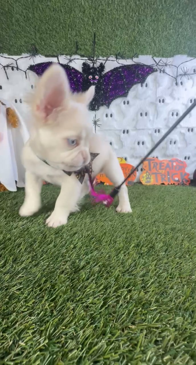Male Fluffy French Bulldog puppy named Caine for sale at Puppy Dreams - Carrollton. video thumbnail