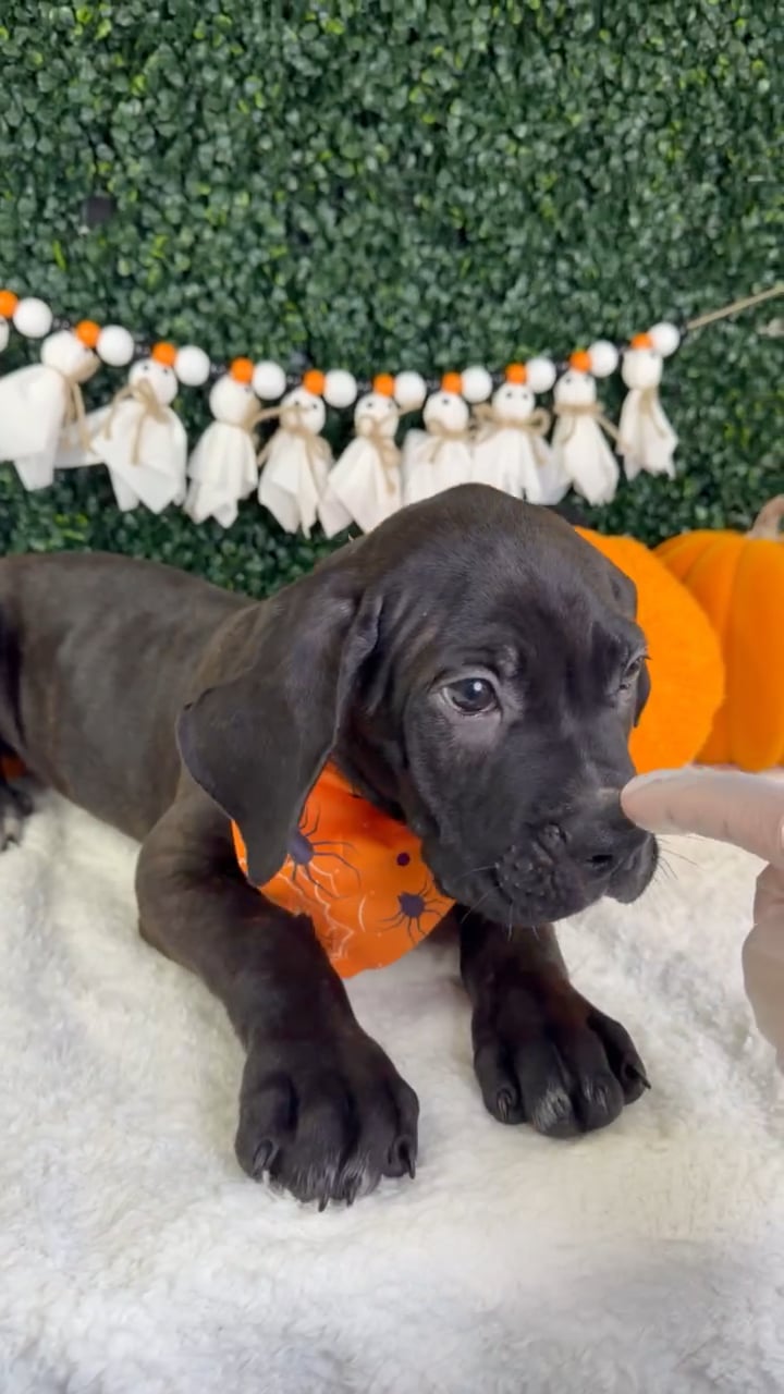 Male Cane Corso puppy named Zane for sale at Puppy Dreams - Garland. video thumbnail