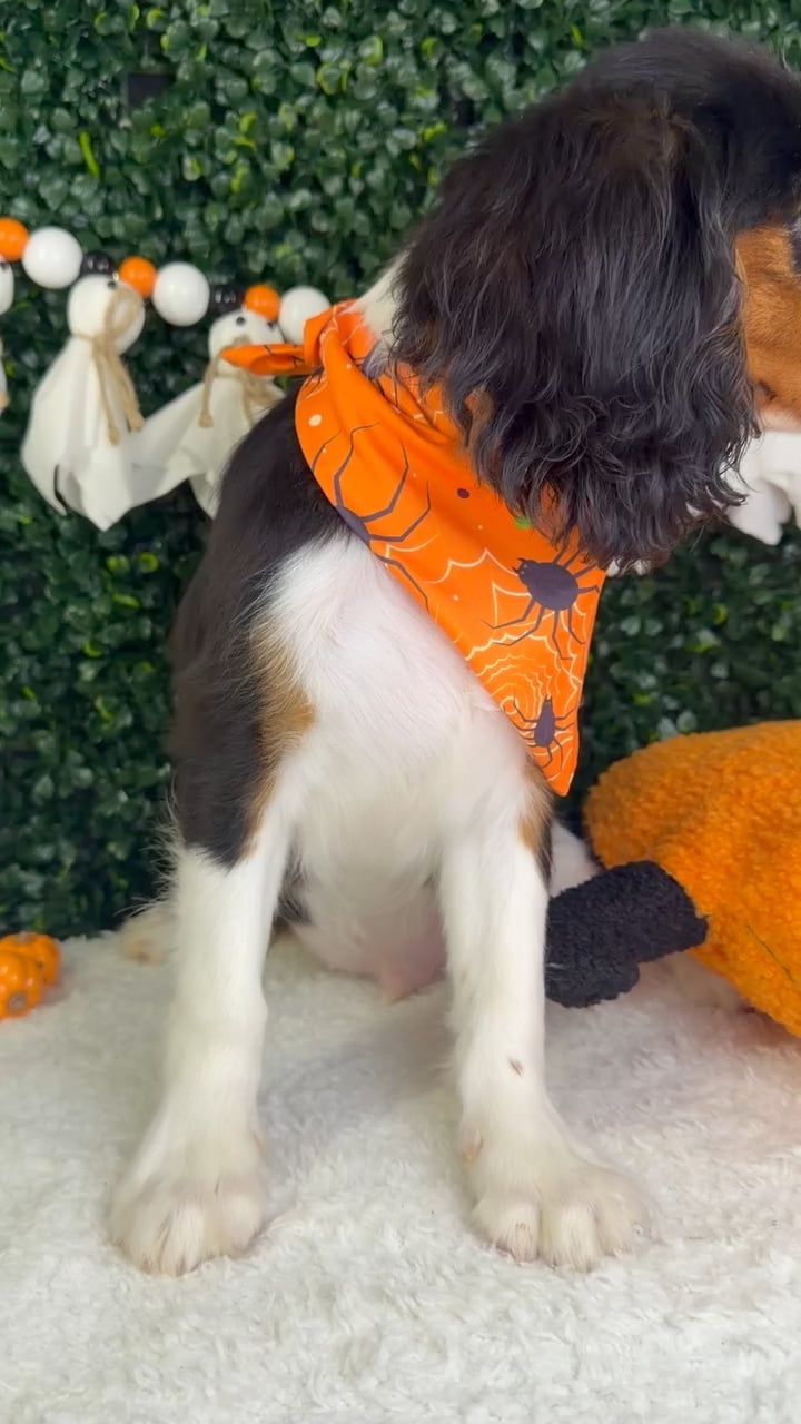 Male Cavalier King Charles Spaniel puppy named Charlie for sale at Puppy Dreams - Garland. video thumbnail