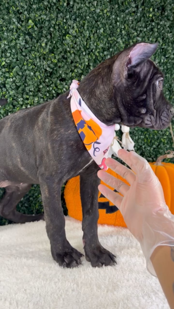 Female Cane Corso puppy named Amour for sale at Puppy Dreams - Garland. video thumbnail