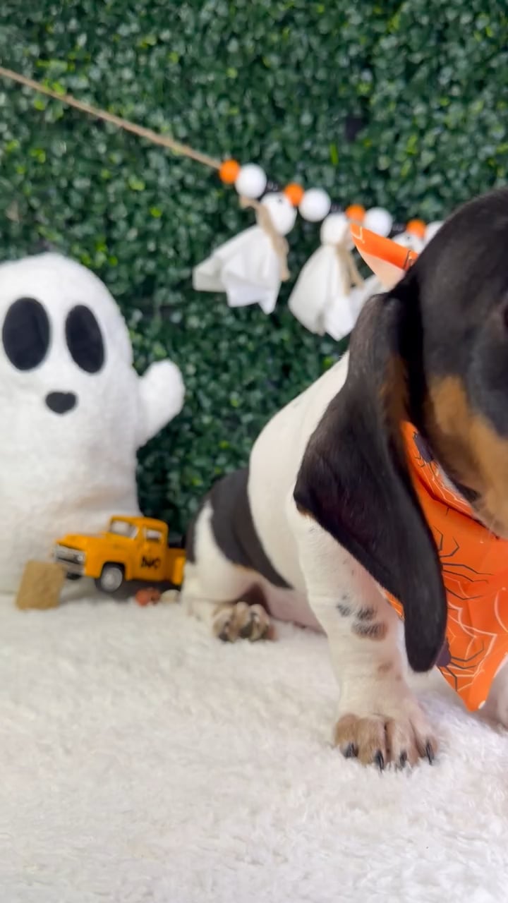Male Dachshund puppy named Ozzy for sale at Puppy Dreams - Garland. video thumbnail