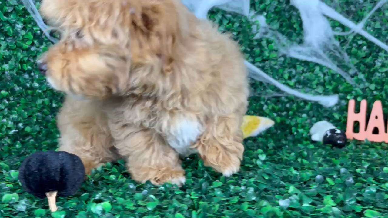 Male Maltipoo puppy named Enzo for sale at Puppy Dreams - North Richland Hills. video thumbnail