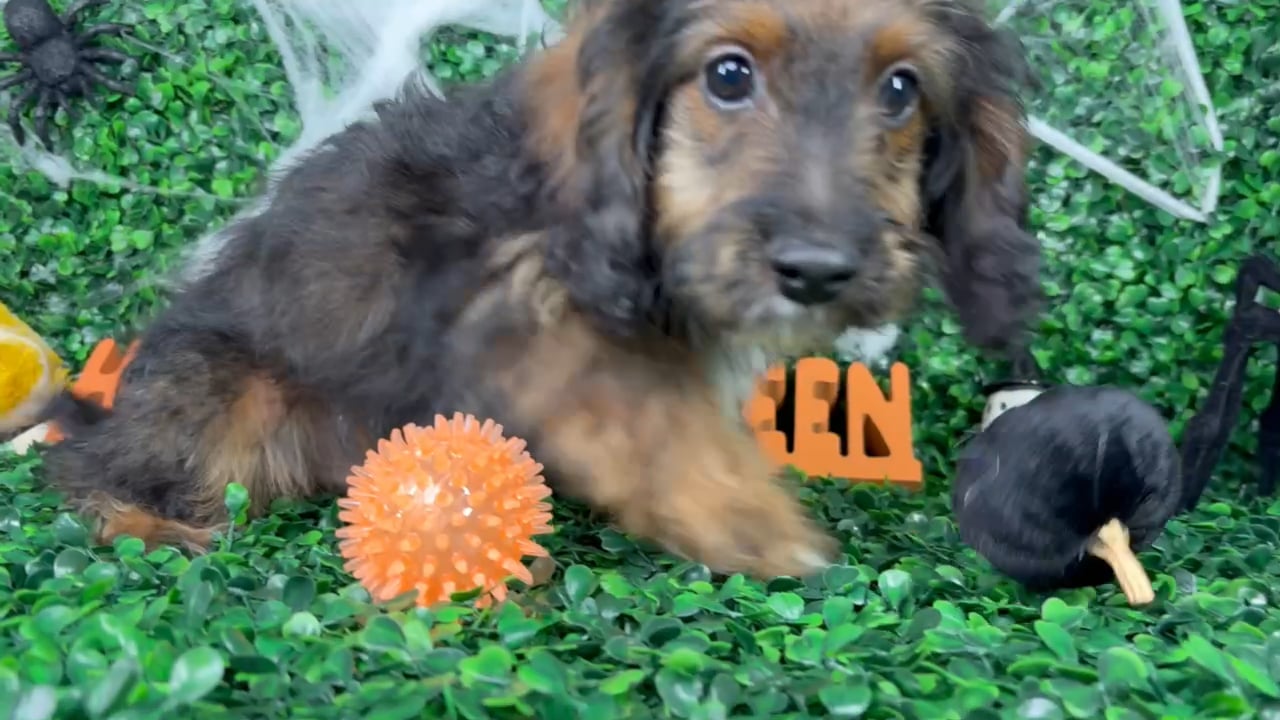 Male Cockapoo puppy named Teddy for sale at Puppy Dreams - North Richland Hills. video thumbnail