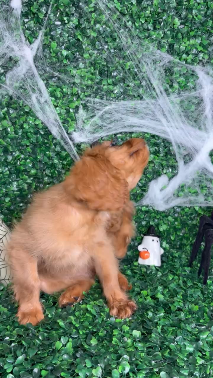 Female Cavalier King Charles Spaniel puppy named Binx for sale at Puppy Dreams - North Richland Hills. video thumbnail