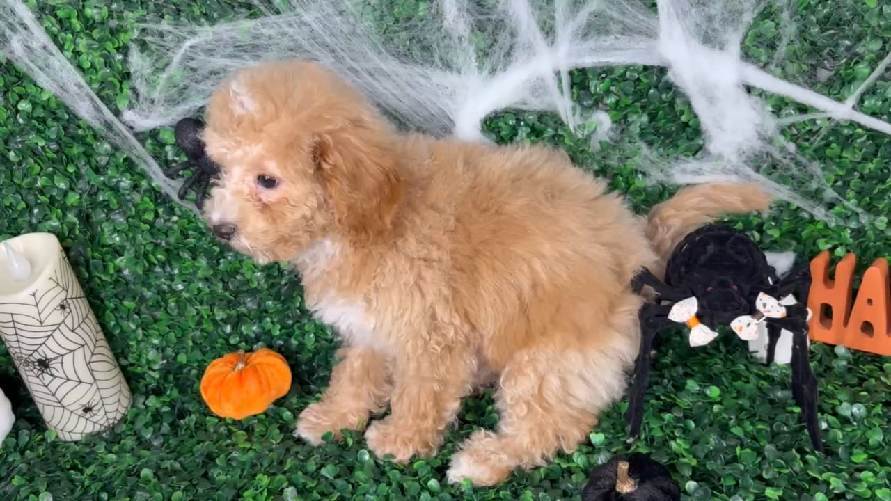 Male Cavapoo puppy named Coco for sale at Puppy Dreams - North Richland Hills. video thumbnail