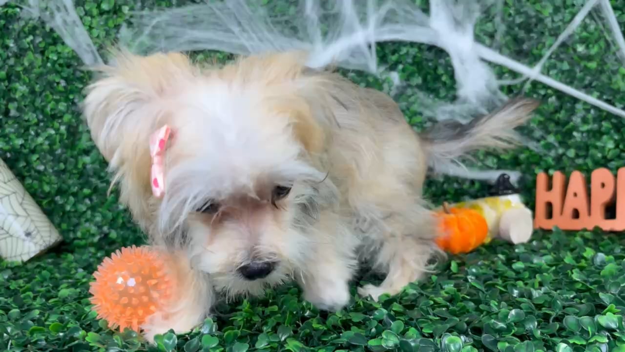 Female Morkie puppy named Katy for sale at Puppy Dreams - North Richland Hills. video thumbnail