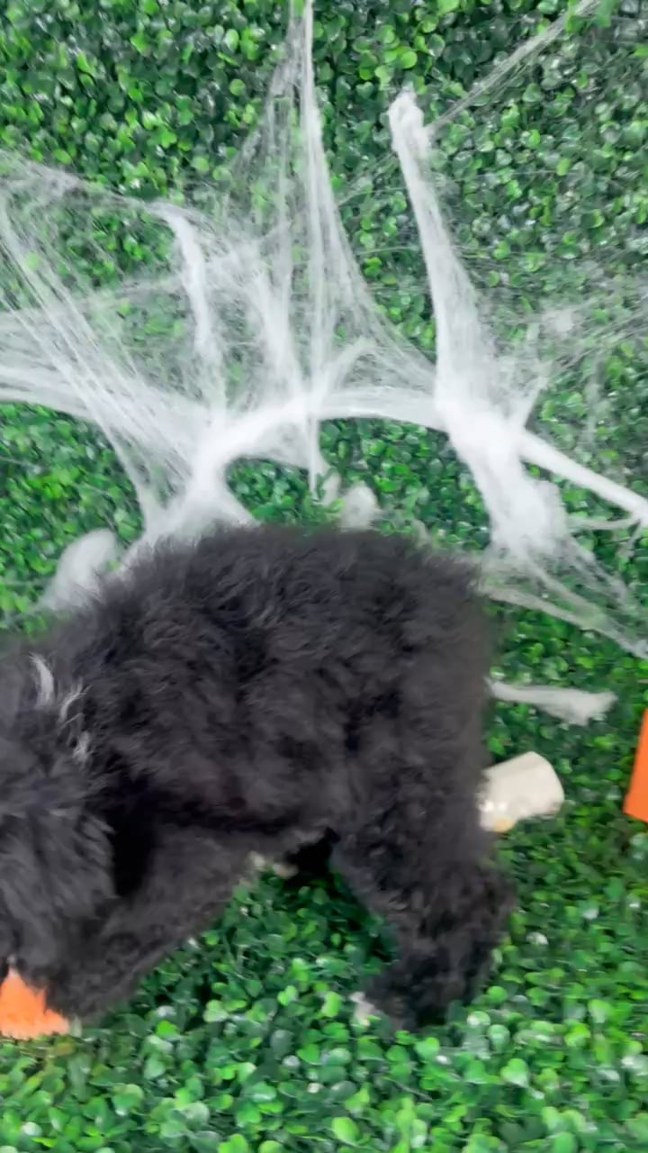 Male Toy Poodle puppy named Rocky for sale at Puppy Dreams - North Richland Hills. video thumbnail