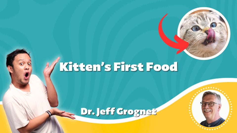 Kitten’s First Food