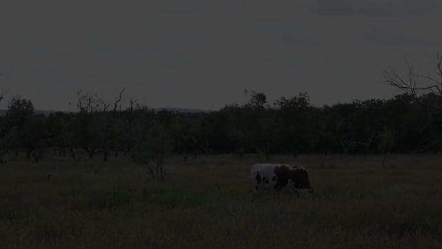 Thomas & Jiselle’s wedding film at The Ginger Ranch in Fredericksburg, TX